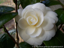 C. japonica 