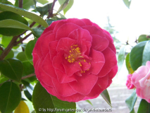 C. japonica 