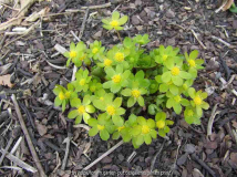 hacquetia epipactis.jpg