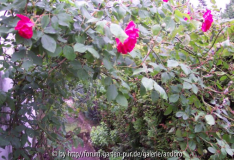 rose2.jpg