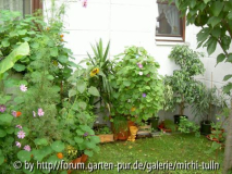 ipomoea1.jpg
