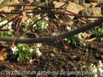 Veilchen, weiß29_März.jpg