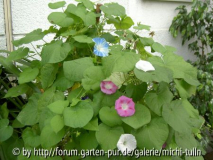 ipomoea2.jpg