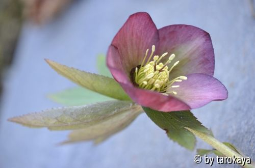 helleborus rosarot