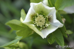 helleborus weiss/grün