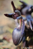 helleborus schwarz knospe