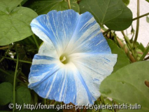 ipomoea3.jpg