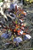 helleborus schwarz ganz