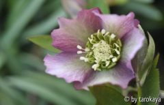 helleborus rosa/grün