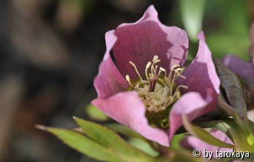 helleborus rosa