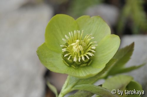 helleborus grün