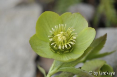 helleborus grün