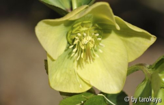 helleborus gelb/grün