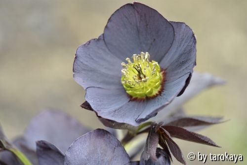 helleborus schwarz