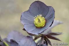 helleborus schwarz