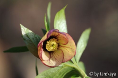 helleborus apricot-weinrot3
