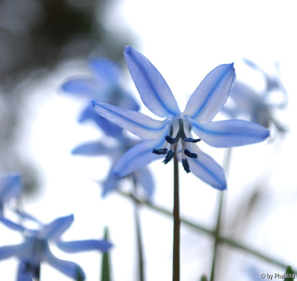 Scilla x sibrose 3