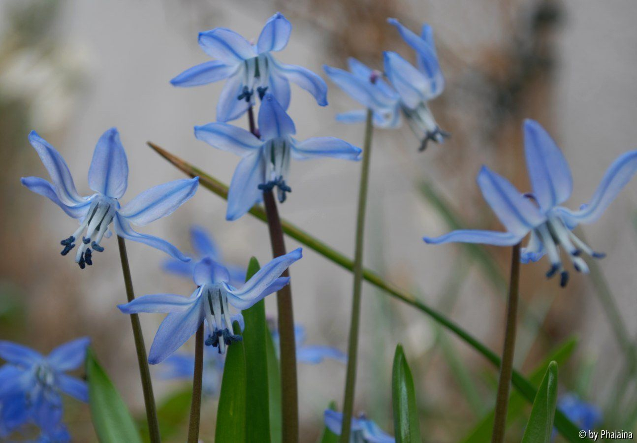 Scilla x sibrose 2