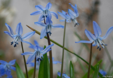 Scilla x sibrose 2