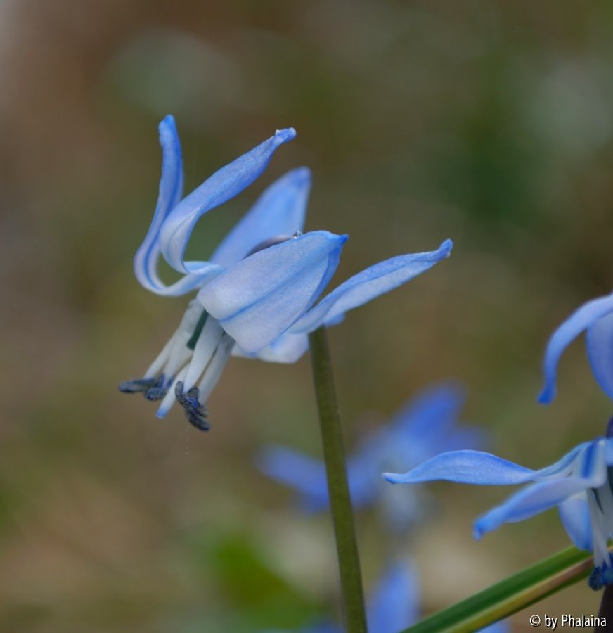 Scilla x sibrose 1