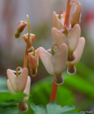 Dicentra cucullaria