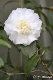 elegans champagne10
