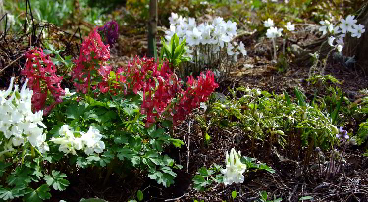 Frühling