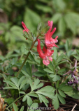 Siebenbüger Lerchensporn, lachsrot (Corydalis solida transsylvanica)