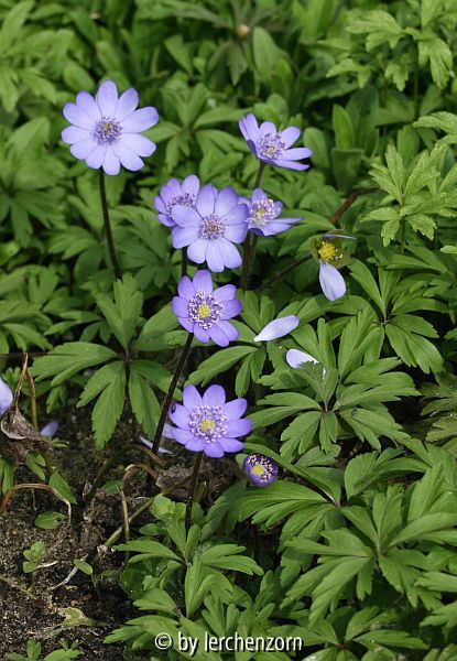 Siebenbürger Leberblümchen (Hepatica transsylvanica)