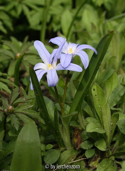 Schneestolz (Scilla (Chionodoxa) luciliae