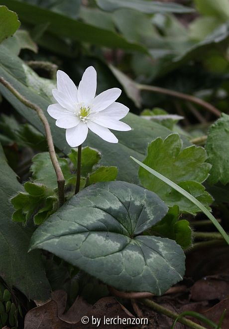 Siebenbürger Leberblümchen 