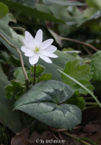 Siebenbürger Leberblümchen 