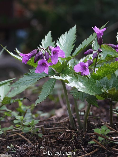 Glanzblättrige Zahnwurz (Cardamine glanduligera)