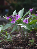 Glanzblättrige Zahnwurz (Cardamine glanduligera)