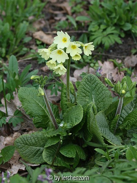 Primel-Hybride (Primula x digenea)