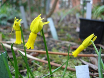 Narcissus cyclamineus 2010