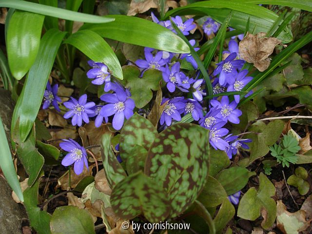 Hepatica 2009
