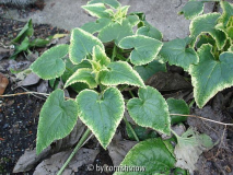 Lunaria annua 'Variegata Alba'