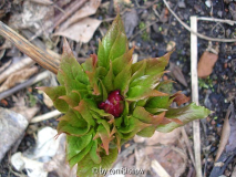 Paeonia mairei 2010