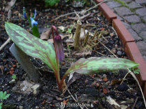 Erythronium japonicum V