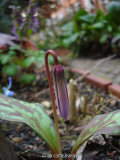 Erythronium japonicum IV