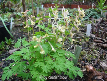 Corydalis 'Enno' II