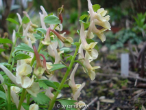 Corydalis 'Enno' I