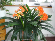 Mutters Clivia nobile II