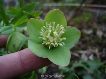 H. dumetorum