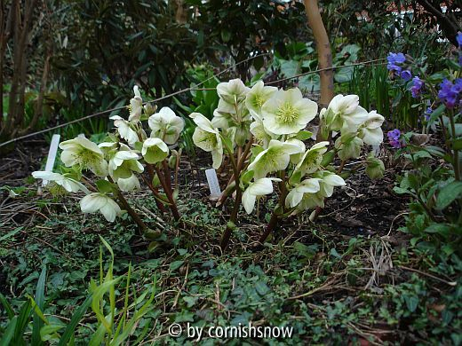 Helleborus x nigercors I