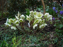 Helleborus x nigercors