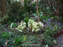 Helleborus x nigercors II