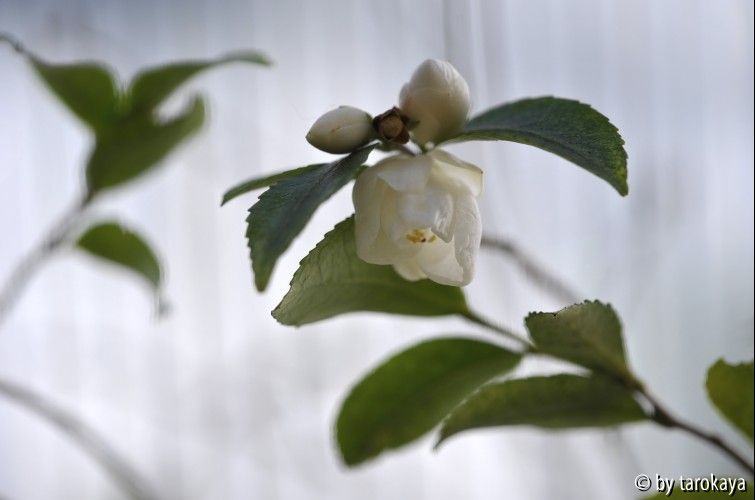C.lutchuensis10