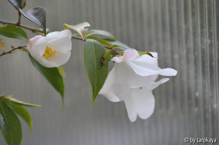 C.cuspidata10